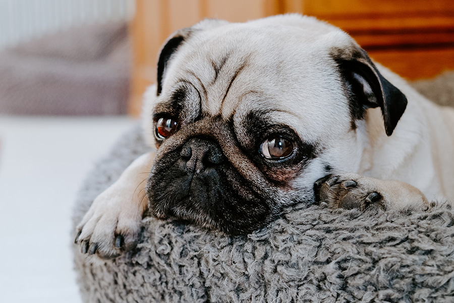 Detail of small pug dog's face sleeping on dog bed.